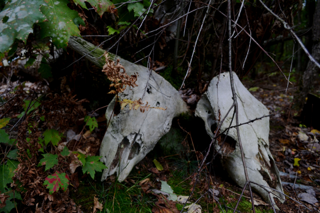Photograph of two steer skulls on the ground surrounded by leaves.